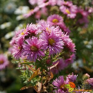 Aster n.-a. 'Harrington's Pink' P9 - afbeelding 2
