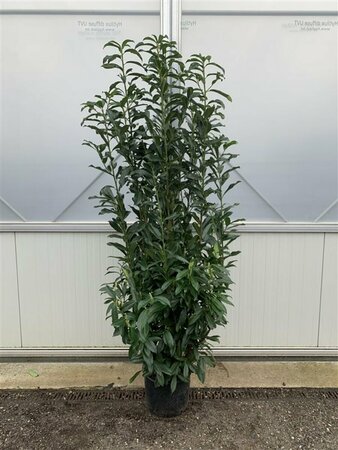 Prunus laur. Genolia 80/100 C. - afbeelding 4