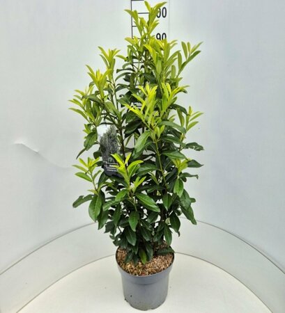 Prunus laur. Genolia 80/100 C. - afbeelding 5
