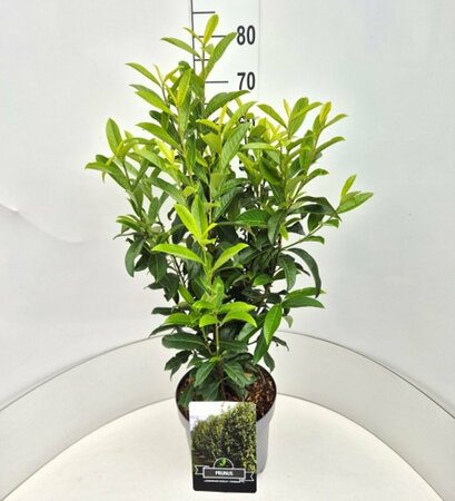 Prunus laur. Genolia 80/100 C. - afbeelding 8