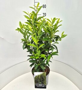 Prunus laur. Genolia 80/100 C. - afbeelding 8