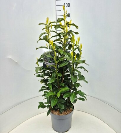 Prunus laur. Genolia 80/100 C. - afbeelding 3