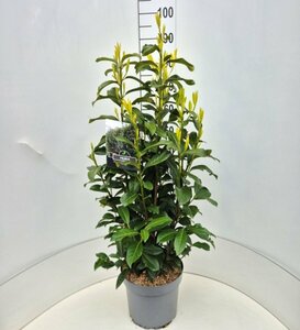 Prunus laur. Genolia 80/100 C. - afbeelding 3