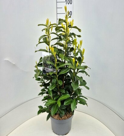 Prunus laur. Genolia 80/100 C. - afbeelding 4
