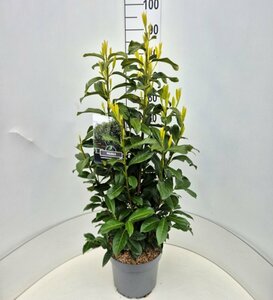 Prunus laur. Genolia 80/100 C. - afbeelding 4