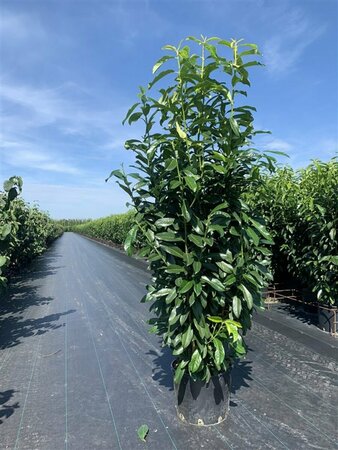Prunus laur. Genolia 80/100 C. - afbeelding 3