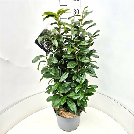 Prunus laur. Genolia 80/100 C. - afbeelding 1