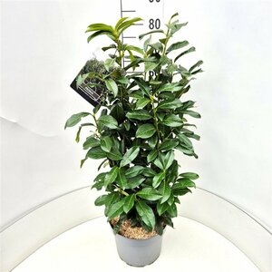 Prunus laur. Genolia 80/100 C.