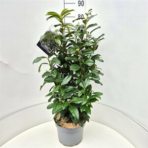 Prunus laur. Genolia 80/100 C. - afbeelding 2