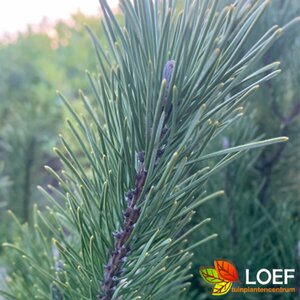 Pinus mugo var. mughus 25/30 C.