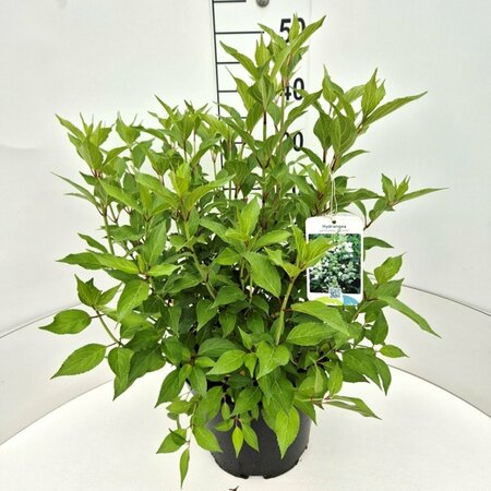 Hydrangea paniculata 'Kyushu' 60/80 C. - afbeelding 2
