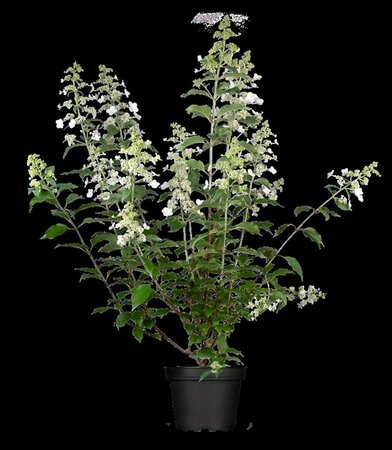 Hydrangea paniculata 'Kyushu' 60/80 C. - afbeelding 1