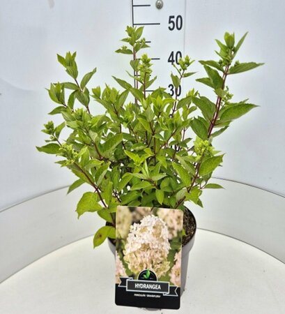 Hydrangea paniculata 'Kyushu' 60/80 C. - afbeelding 3