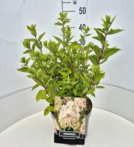 Hydrangea paniculata 'Kyushu' 60/80 C. - afbeelding 3