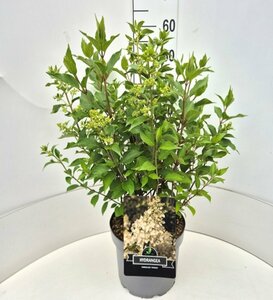 Hydrangea paniculata 'Kyushu' 60/80 C. - afbeelding 4