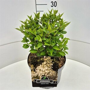 Hydrangea paniculata 'Kyushu' 60/80 C. - afbeelding 3