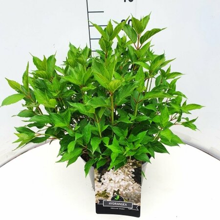 Hydrangea paniculata 'Kyushu' 60/80 C. - afbeelding 2