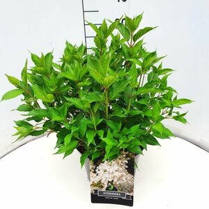 Hydrangea paniculata 'Kyushu' 60/80 C. - afbeelding 2