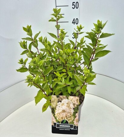 Hydrangea paniculata 'Kyushu' 60/80 C. - afbeelding 5