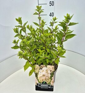 Hydrangea paniculata 'Kyushu' 60/80 C. - afbeelding 5