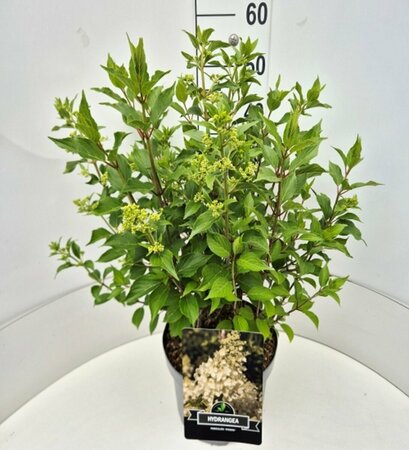 Hydrangea paniculata 'Kyushu' 60/80 C. - afbeelding 6