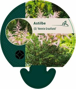 Astilbe simplex 'Hennie Graafland' C2 - afbeelding 2