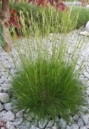 Festuca gautieri C2 - afbeelding 6