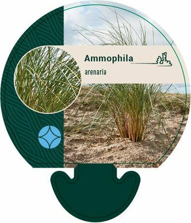 Ammophila arenaria C2 - afbeelding 3