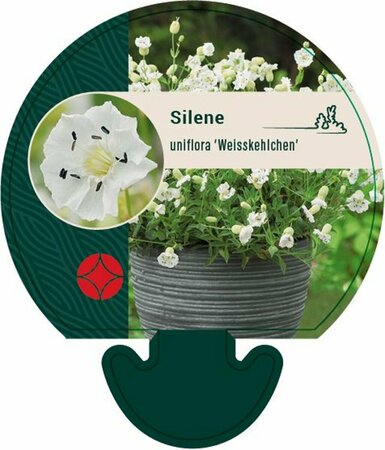 Silene maritima 'Weisskehlchen' P9