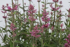 Agastache 'Rosie Posie' P9