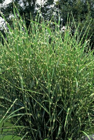 Miscanthus sinensis 'Strictus' C5 - afbeelding 3