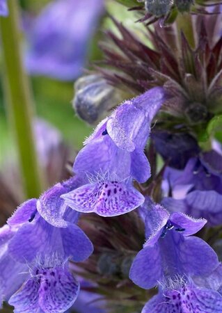 Nepeta nervosa 'Neptune' P9 - afbeelding 1