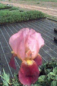 Iris germanica 'Indian Chief' P9