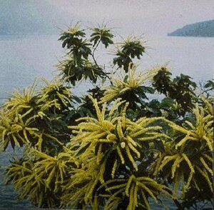 Castanea sativa 6-8 C.