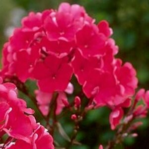 Phlox paniculata 'Starfire' P9 - afbeelding 4