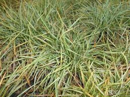 Carex ornithopoda 'Variegata' P9 - afbeelding 1