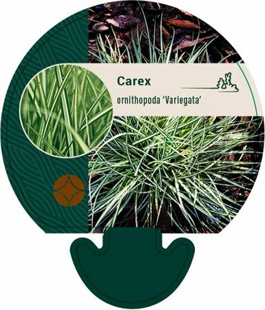 Carex ornithopoda 'Variegata' P9 - afbeelding 2