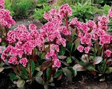 Bergenia 'Pink Dragonfly' P9 - afbeelding 4