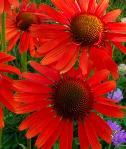 Echinacea purpurea 'Hot Lava' P9