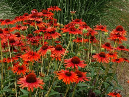 Echinacea purpurea 'Hot Lava' P9 - afbeelding 3