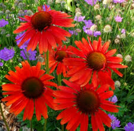 Echinacea purpurea 'Hot Lava' P9 - afbeelding 4