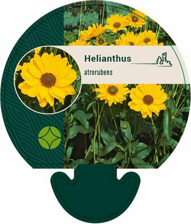 Helianthus atrorubens P9 - afbeelding 1