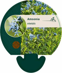 Amsonia orientalis P9
