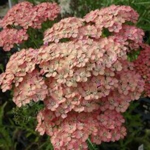 Achillea m. 'Wesersandstein' P9