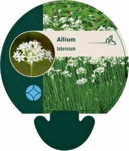 Allium tuberosum P13 - afbeelding 2