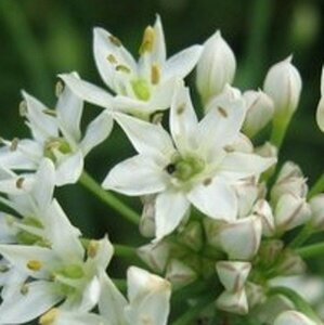 Allium tuberosum P13 - afbeelding 3