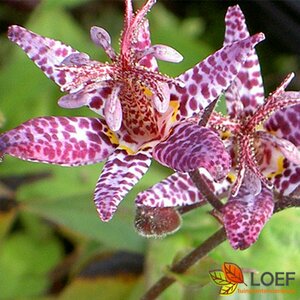 Tricyrtis 'Dark Form' P9