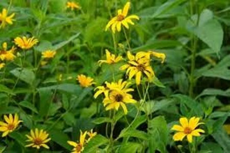 Heliopsis helianthoides 'Bleeding Hearts' P9