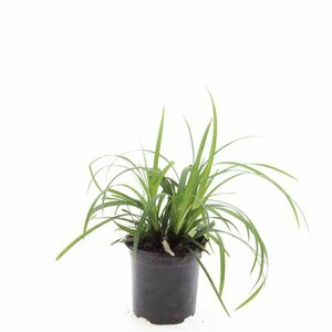 Carex morrowii 'Irish Green' C5 - afbeelding 5