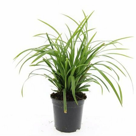 Carex morrowii 'Irish Green' C5 - afbeelding 4
